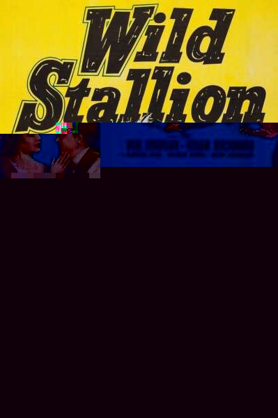Wild Stallion
